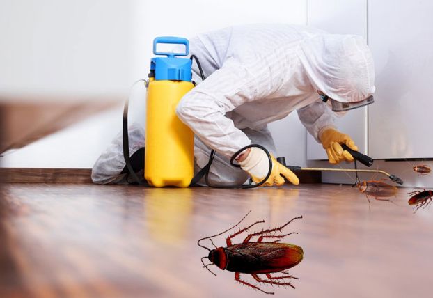 Mastering the Art of Cockroach Management Services: Insights from Experts in the Field